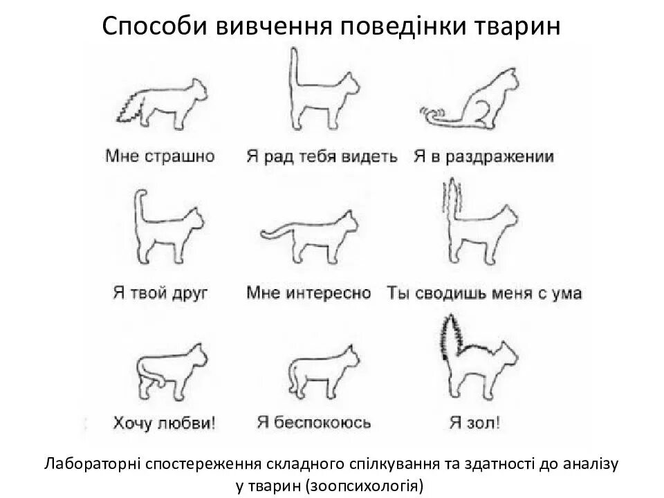 Что обозначают хвосты кошек
