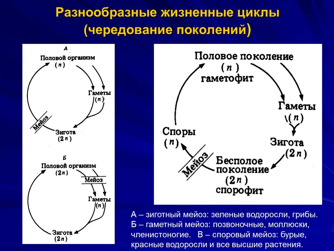 Мейоз в жизненном цикле организмов. Разнообразные жизненные циклы чередование поколений. Жизненный цикл с чередованием поколений. Чередование поколений в жизненном цикле. Жизненный цикл водорослей митоз и мейоз.