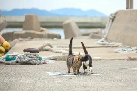 Коте остров
