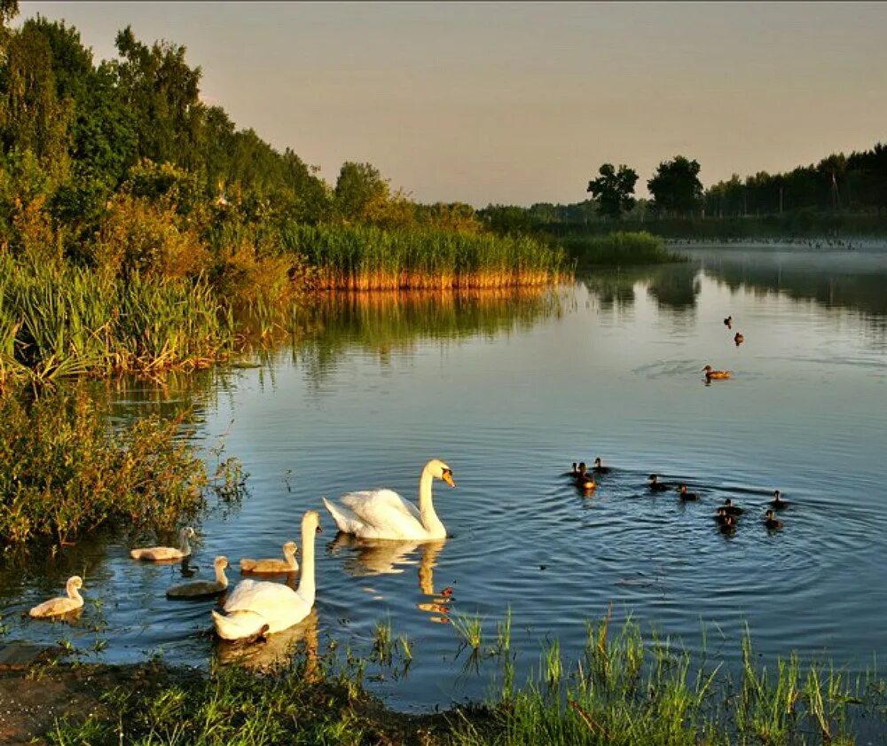 Утка гусь и лебедь. Утки гуси лебеди. Река гусь. Лебеди гуси и утки в пруду. Лебеди гуси и утки в пруду.