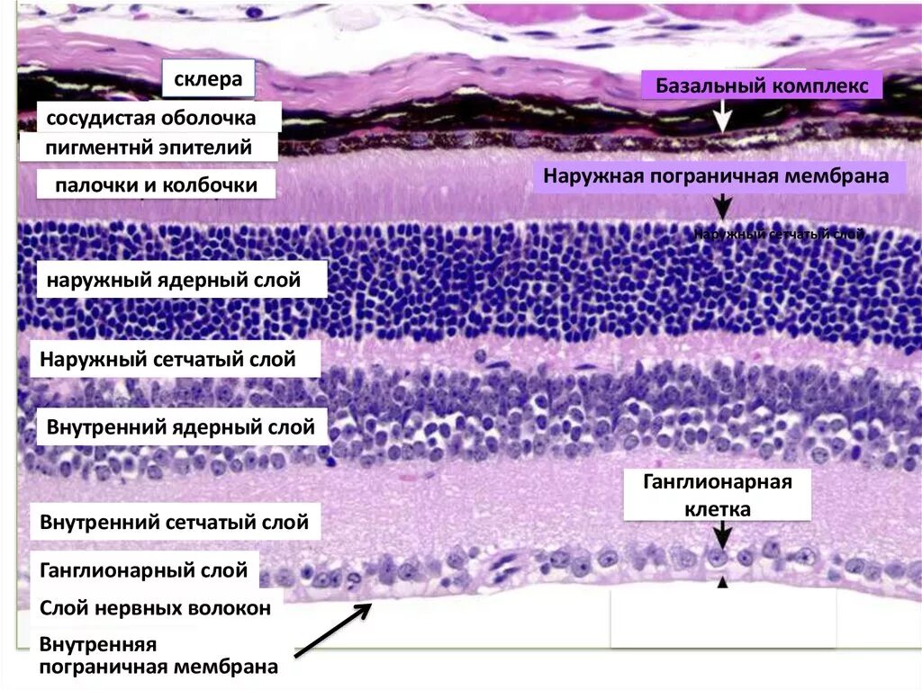 • классификация пищеварительных желёз гистология. -20% гистология, цитология и эмбриология. Классификация органов гистология. Классификация органов гистология. Сосудистая оболочка глаза гистология препарат.