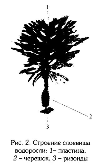 Водоросли пластинки. Агарум строение. Морфология водорослей. Водоросль пластинка на ножке.