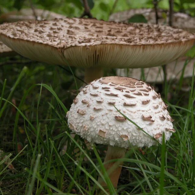 лепиота шероховатая. гриб-зонтик девичий (macrolepiota puellaris). фото ядовитых зонтиков. зонтик пёстрый macrolepiota procera. гриб зонтик чешуйчатый.