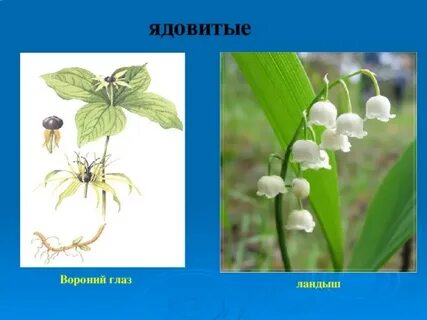 Ядовитые растения семейство