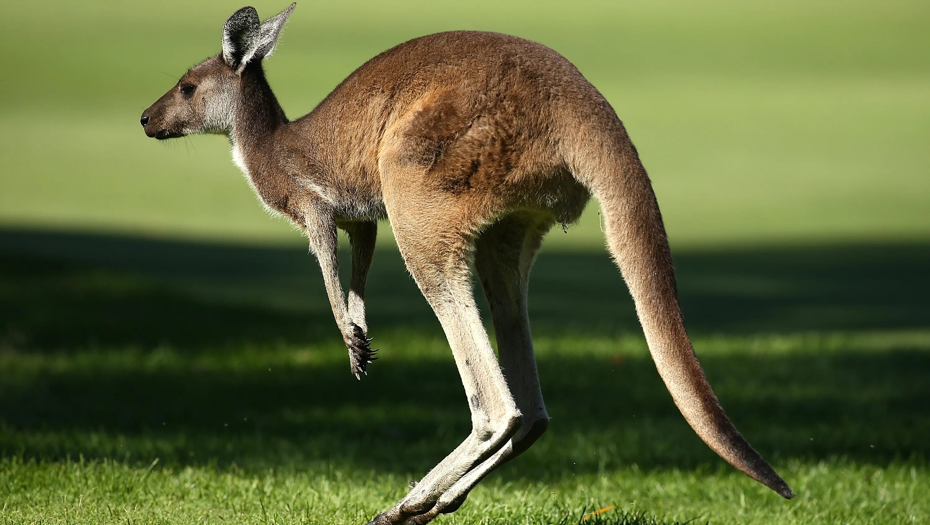 Кенгуру в Австралии. Кенгуру животное Австралии. Сумчатые кенгуру. Длинноухий кенгуру вымерший вид. Млекопитающее способное к полету
