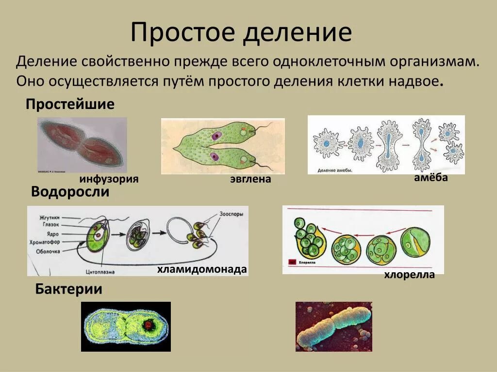 Простое деление клетки. Деление простейших. Деление одноклеточных организмов. Одноклеточные организмы.