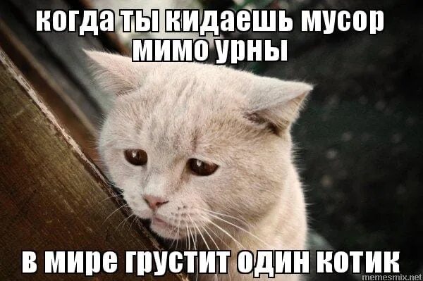 Коты мемы. Грустит один котик. Котик матерится. В мире грустит один. Включи ссориться