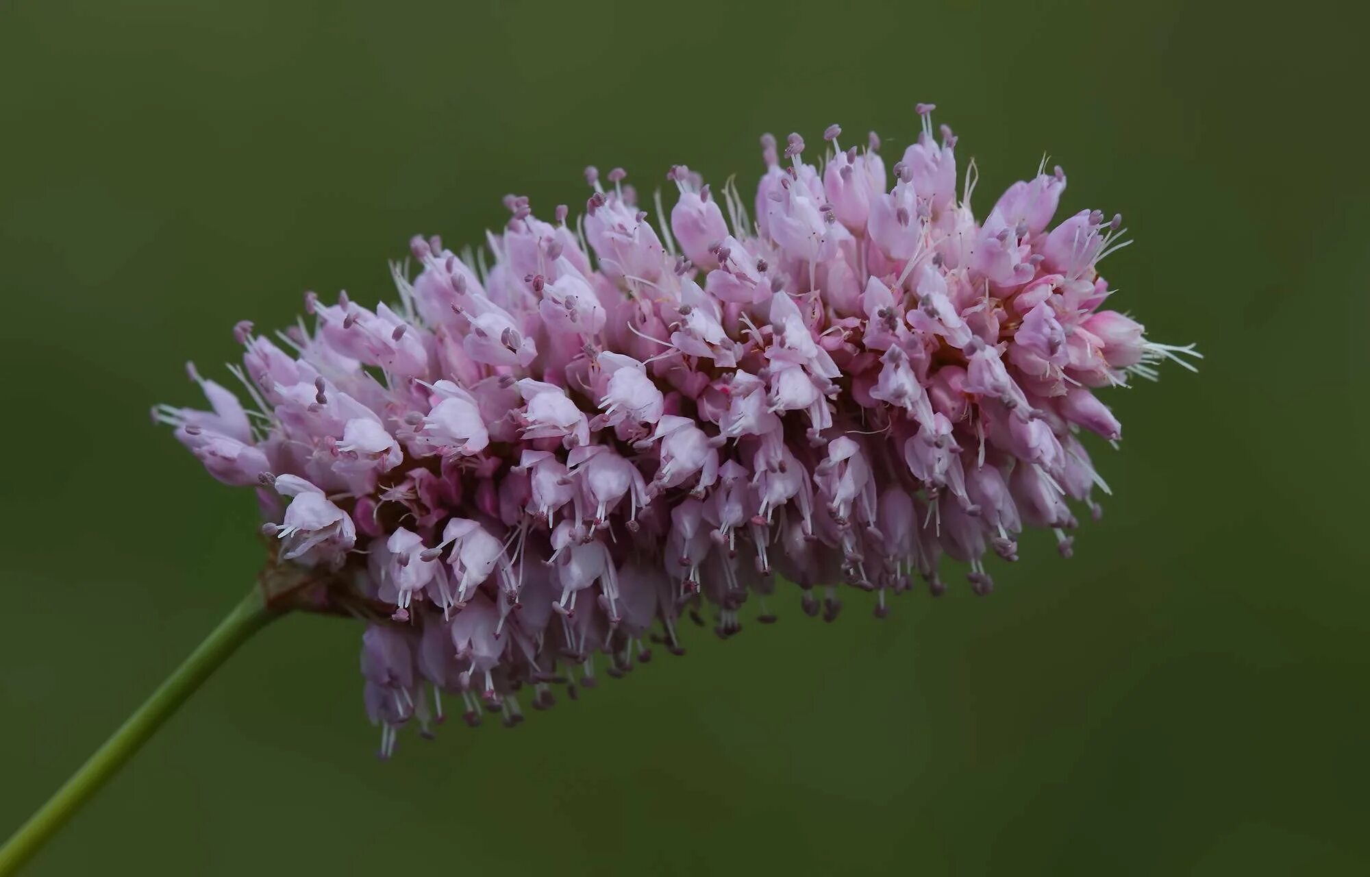 Горец соцветие. Горец змеиный 'superba'. Горец змеиный (persicaria bistorta), superba. Горец змеиный 'superba'. Горец соцветие.
