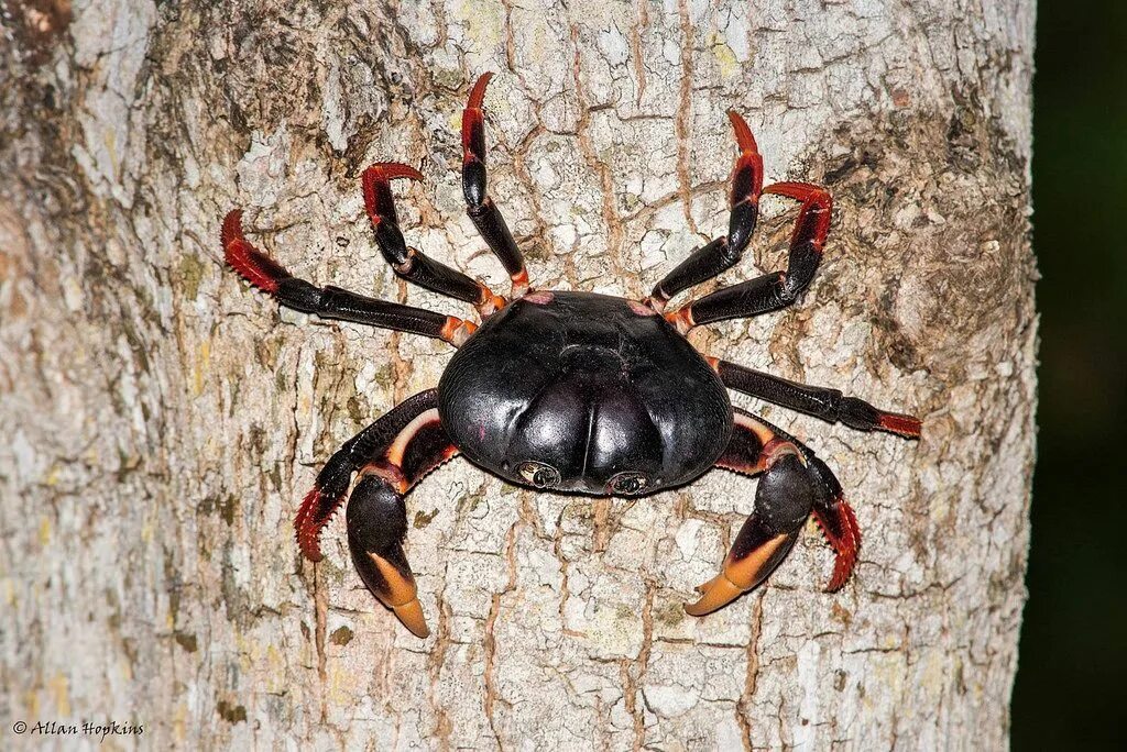 Черные крабы животные. Gecarcinus ruricola. Gecarcinus lateralis краб. Черно красный краб. Краб с черно красными лапами.