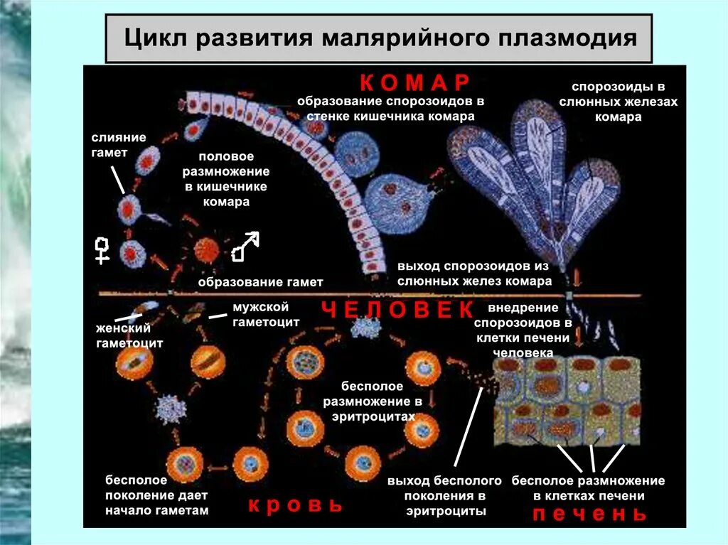 Можно ли считать человека окончательным хозяином малярийного