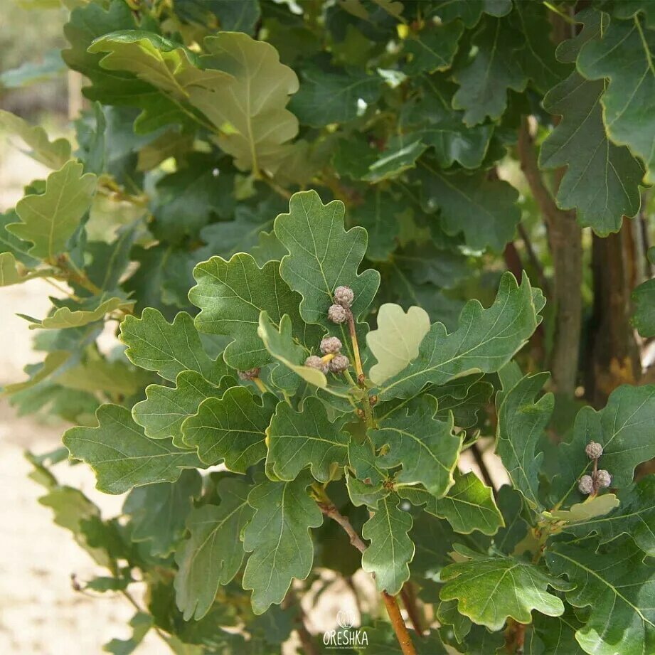 Дуб Quercus Robur Fastigiata. Дуб черешчатый Фастигиата. Дуб черешчатый "Фастигиата" (Quercus Robur "Fastigiata"). Дуб черешчатый (Quercus Robur). Диаметр дуба черешчатого