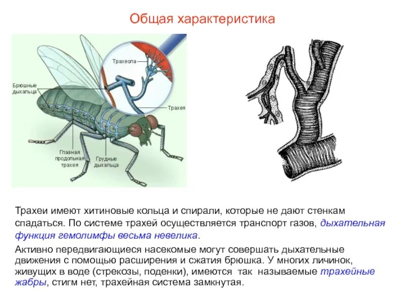 Дыхальца и трахеи насекомых строение. Из чего состоит дыхательная система насекомых. Органы дыхания трахеи у насекомых. Тема проекта дыхательная система у насекомых. Какое значение имеет хитинизированный покров тела