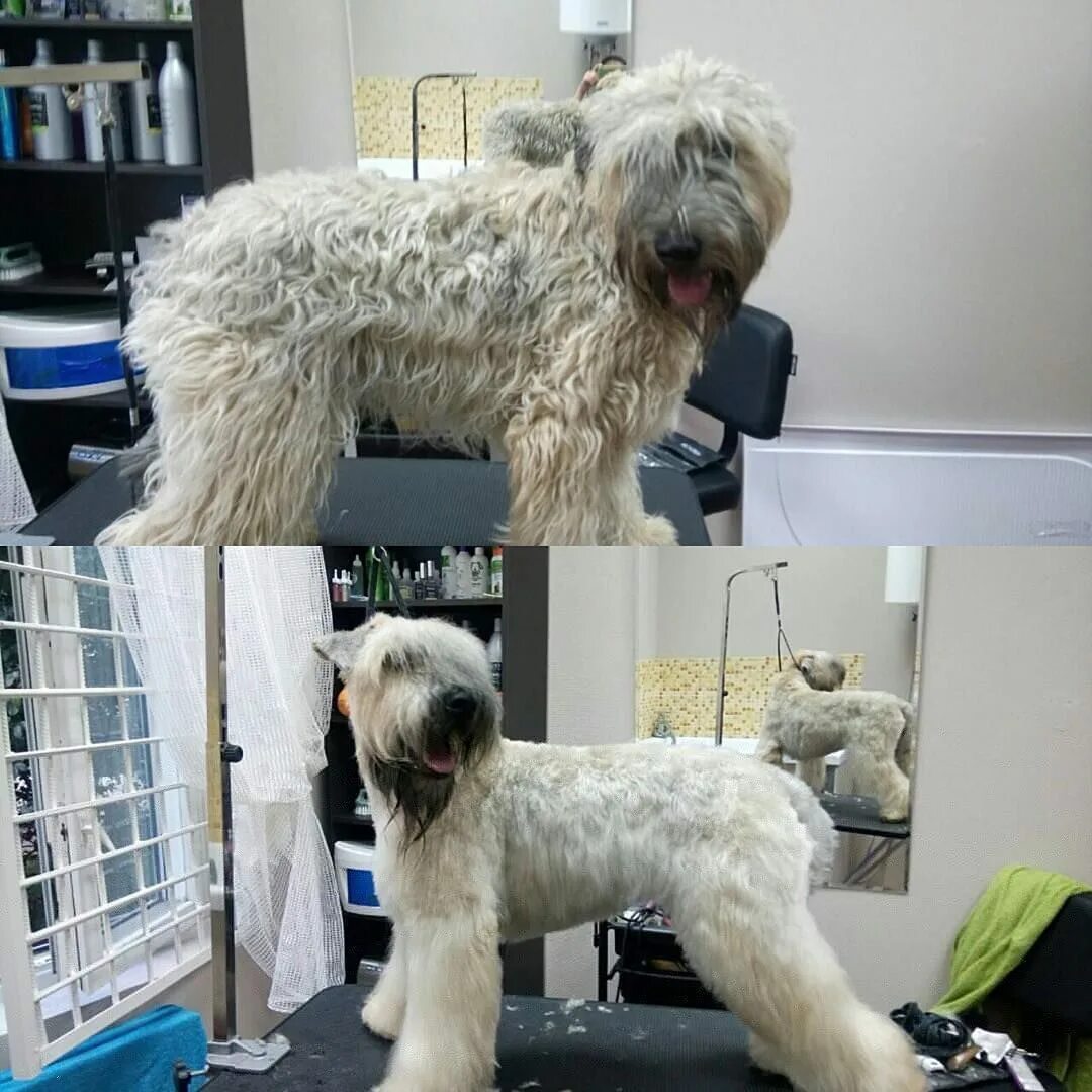 груминг для собак спб. арчибальд салон груминг салон. грумер для кошек. бивер с пуделем. грумер петербург.