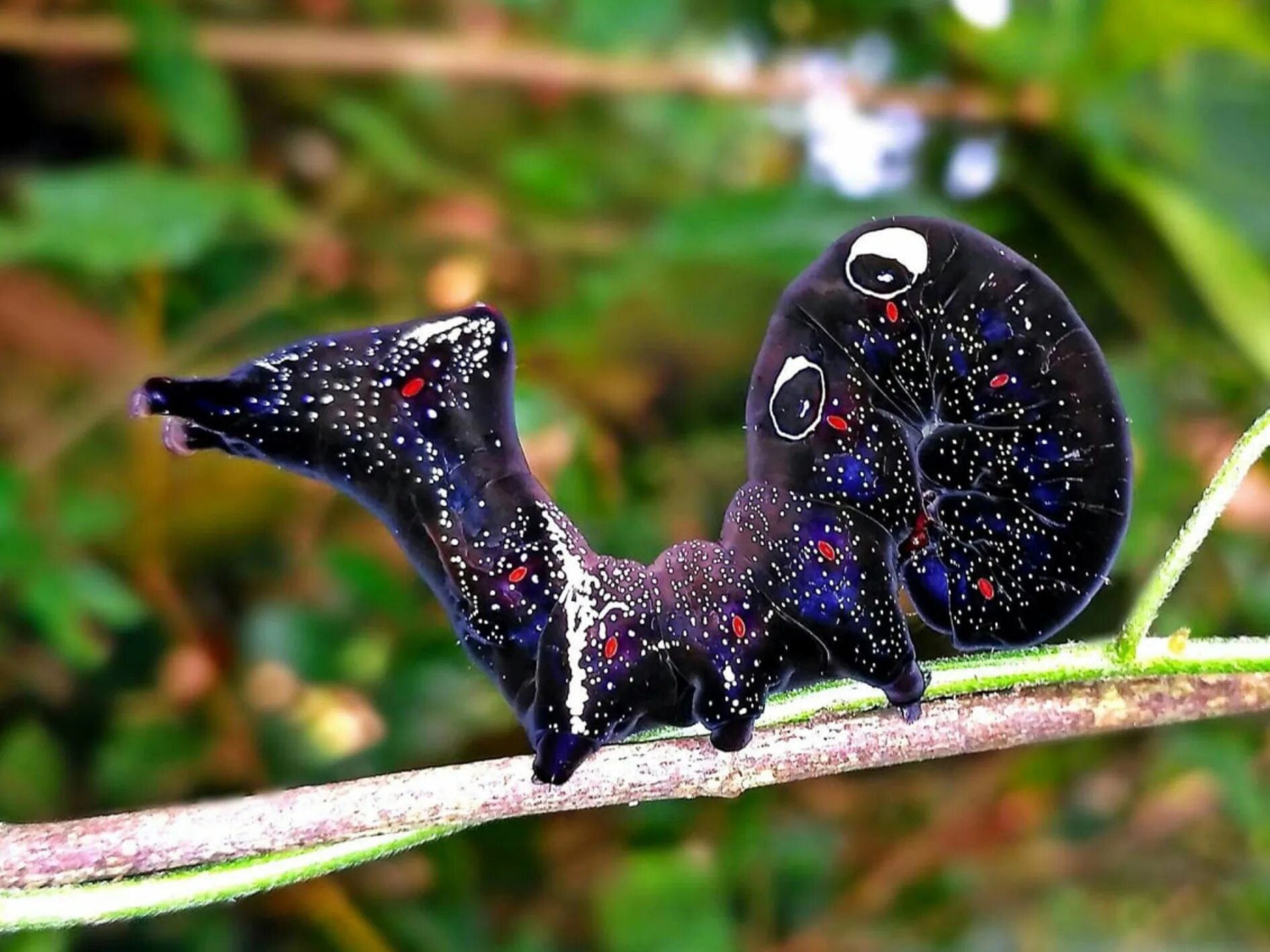 Появились 1 живые существа. Гусеница Eudocima phalonia. Eudocima phalonia бабочка. Космическая гусеница тропической бабочки Eudocima phalonia. Phyllodes Imperialis гусеница.