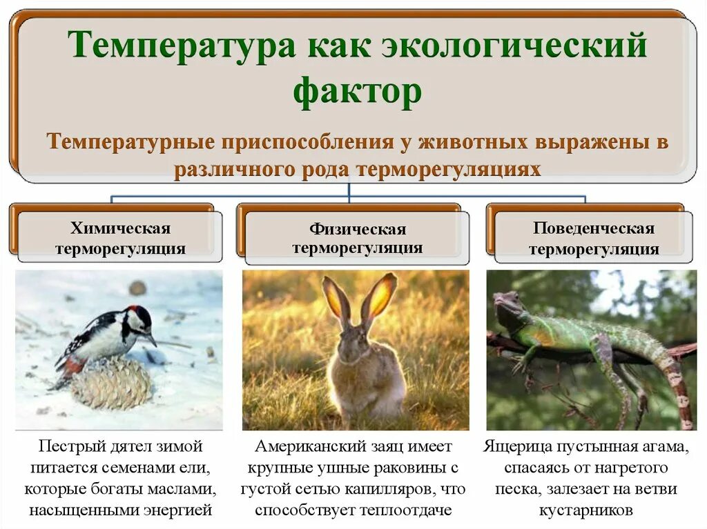 Факторы среды биология 11 класс. Температурные приспособления животных. Адаптация животных. Адаптация организмов к окружающей среде. Температура как экологический фактор.
