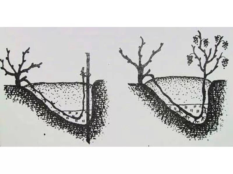 Прикапывание лозы винограда. Размножение винограда отводками весной. Размножение винограда прикапыванием лозы. Черенки винограда прикопать весной. Как посадить виноград без корня