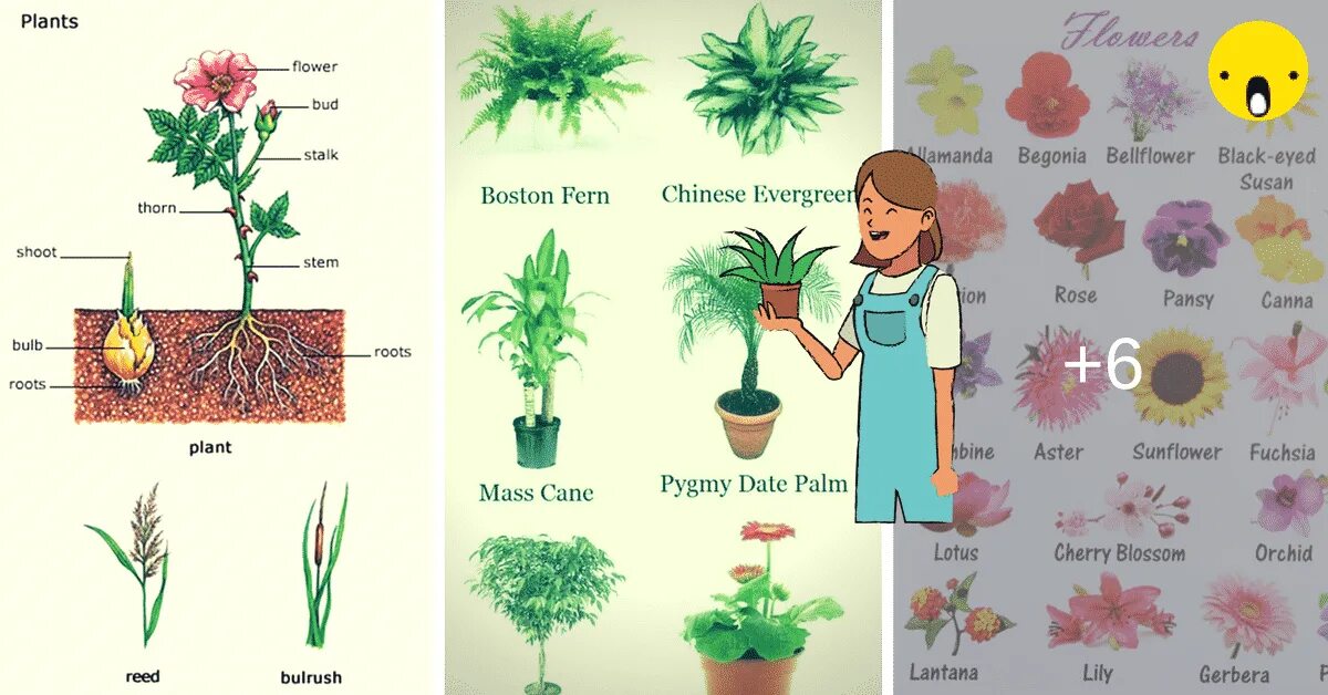 Plants english. Растения на английском. Растения Vocabulary. Растения Англии. Декоративные растения на английском.