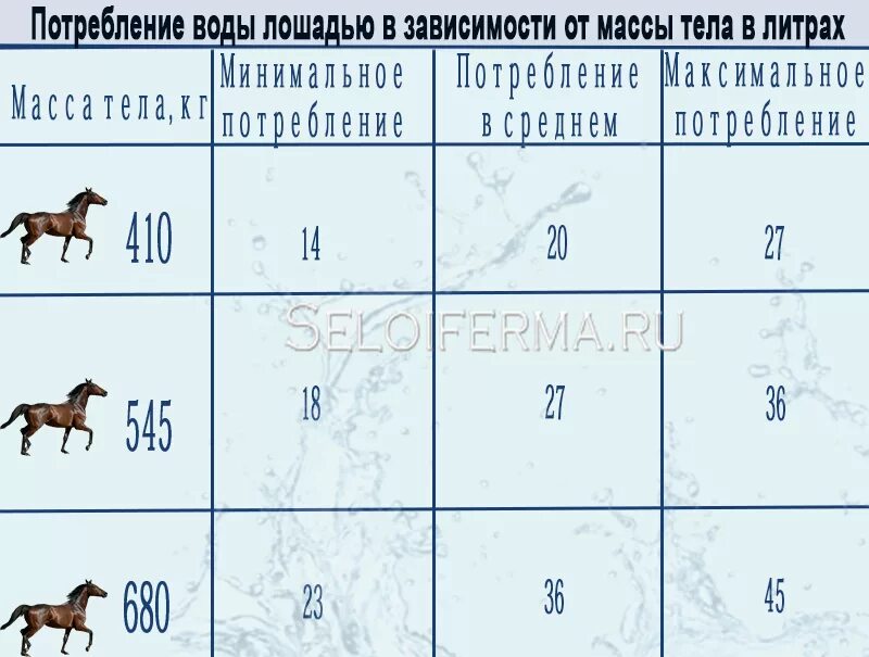 Лошадь сено в день. Кормление лошадей таблица. Рацион питания лошади. Правильный рацион питания для лошадей. Нормы кормления лошадей.