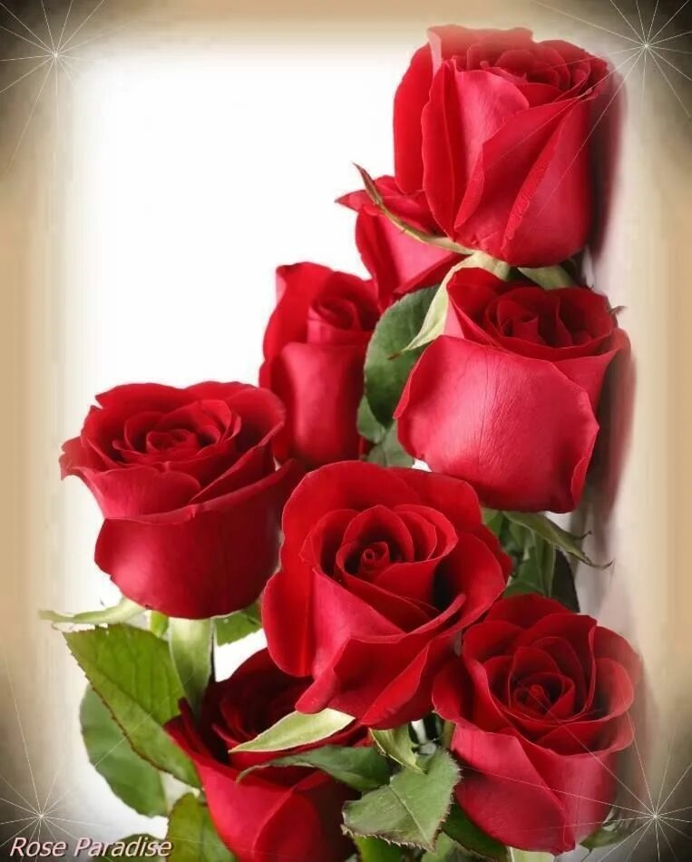 Открытки розы красивые с добрым утром. Открытки с розами. Красивые розы. Букет для любимой женщины. Цветочки для любимой.