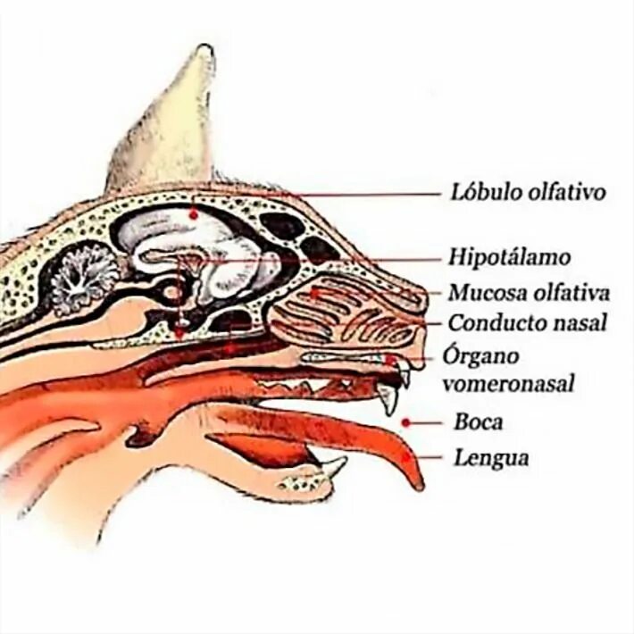 Обонятельный анализатор животных строение. Обонятельный анализатор нос. Орган обоняния у животных анатомия. Вомероназальный орган у кошек.