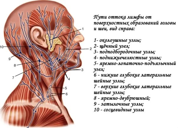 Лимфатическая система шеи топографическая анатомия. Лимфатическая система головы лба и шеи анатомия. Лимфатическая система человека схема голова. Шейные лимфоузлы расположение схема. Болит под правым ухом