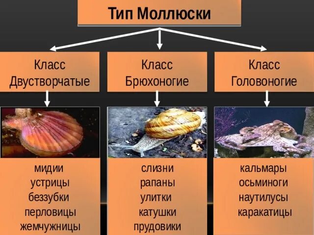 Моллюски брюхоногие двустворчатые и головоногие. Тип моллюски класс брюхоногие, двустворчатые и головоногие. Класс двустворчатые моллюски представители. Двустворчатые моллюски перловица. Класс двустворчатые и головоногие