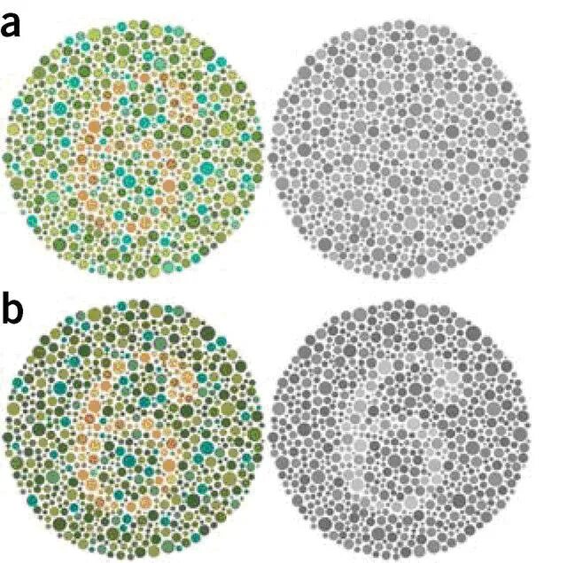 Можно ли вылечить дальтонизм. Можно ли вылечить дальтонизм. Таблица рабкина полихроматические полихроматическая. Цветовая слепота или дальтонизм. Дейнтропия дальтонизм.