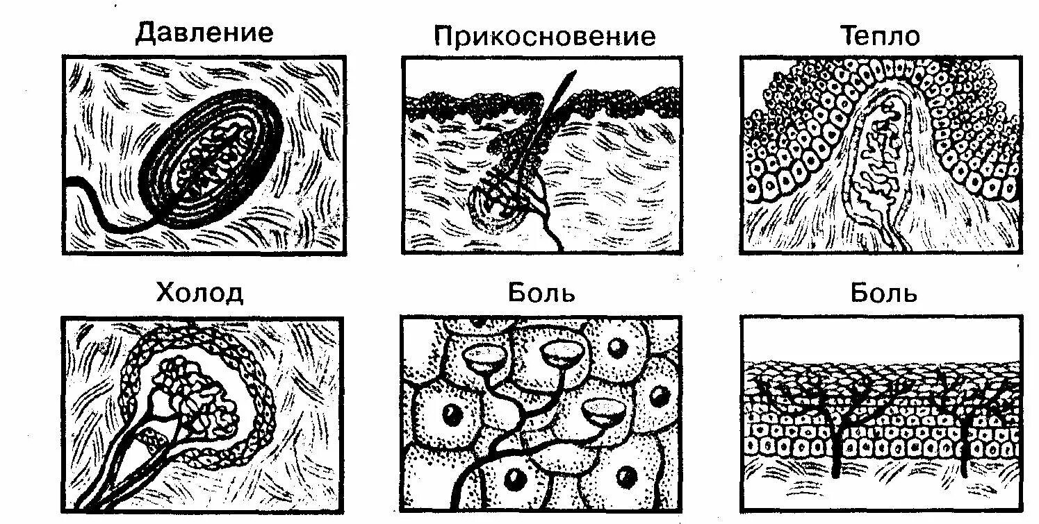 Ощущения тепла в легких