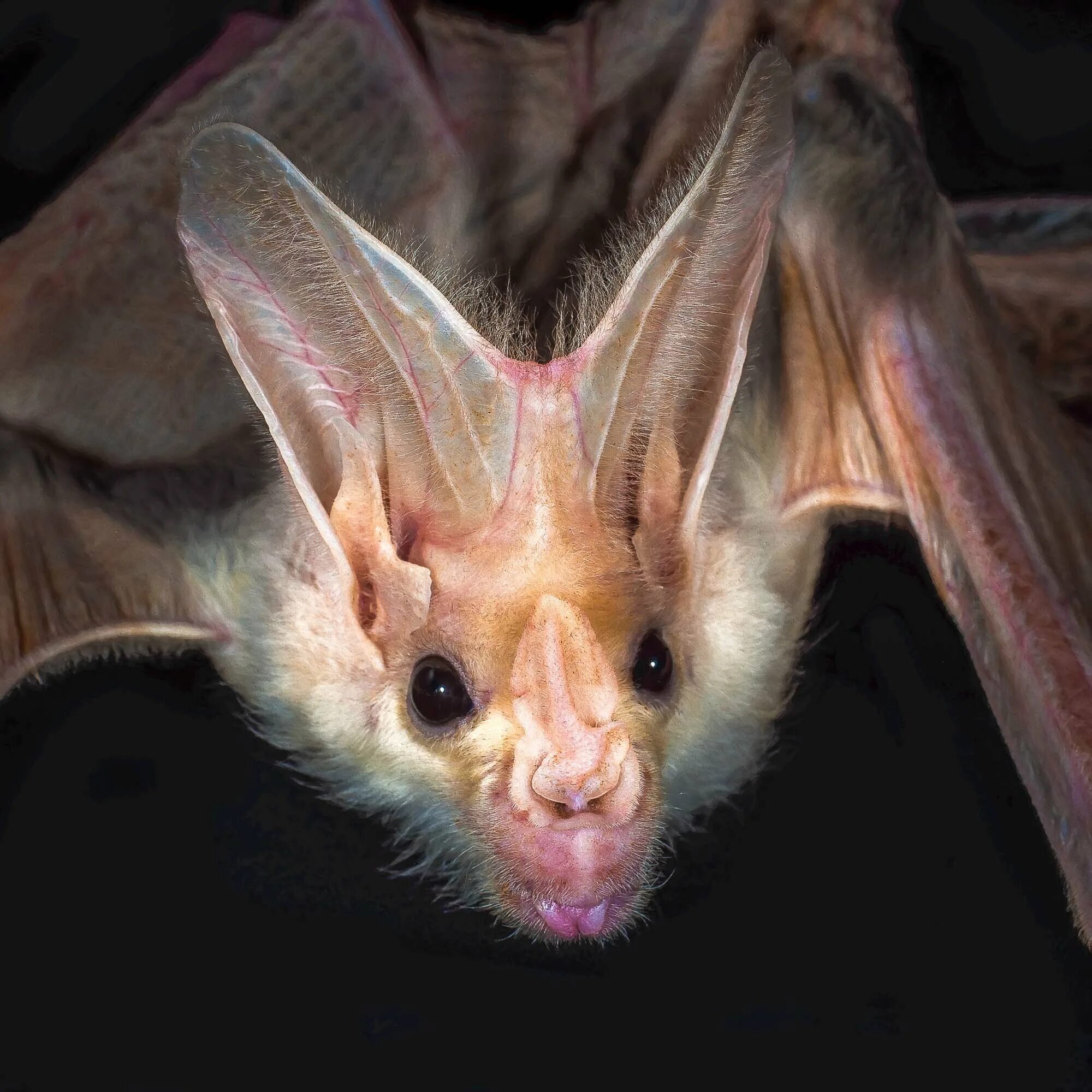 Белая летучая мышь альбинос. Летучая мышь альбинос. Белая летучая лисица альбинос. Шикака белая летучая мышь. Летучая лисица альбинос.