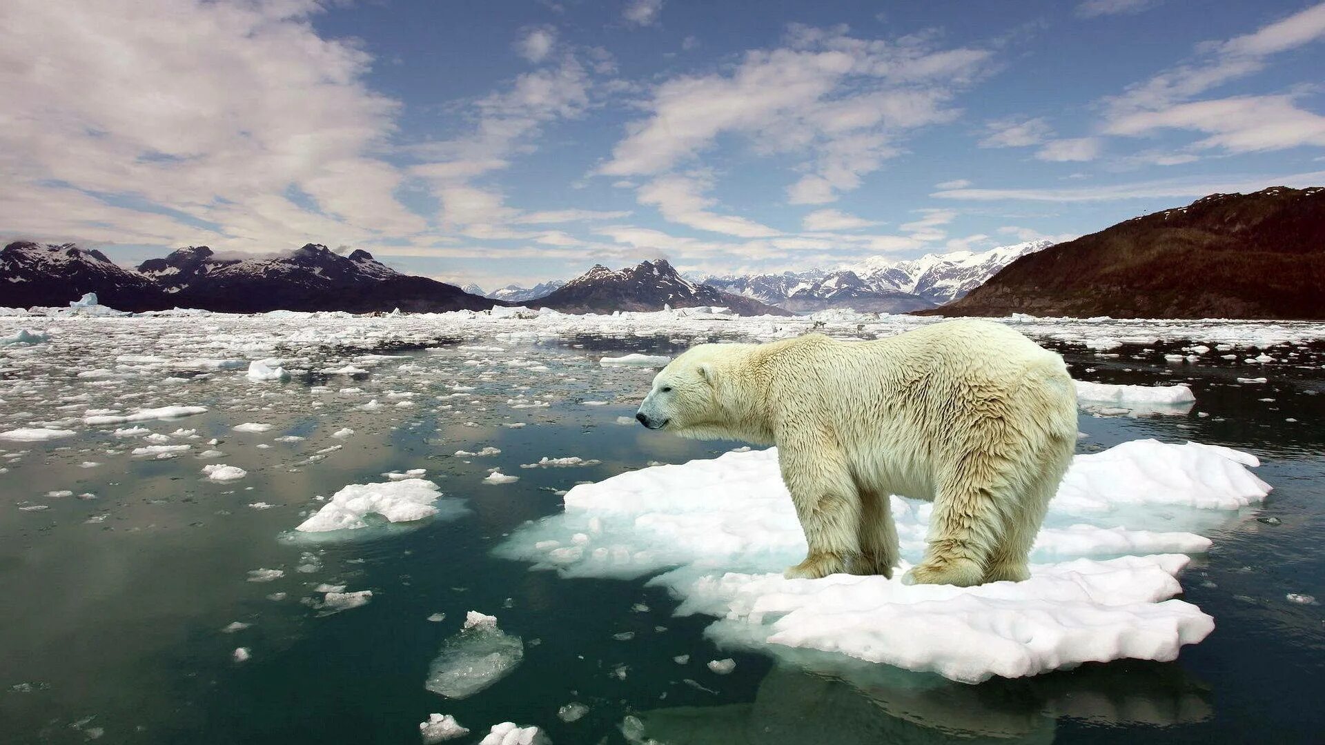 Северный Ледовитый океан белый медведь. Белые медведи во льдах Северного Ледовитого океана. Ледовитый океан с медведем. Таяние ледников в Арктике.