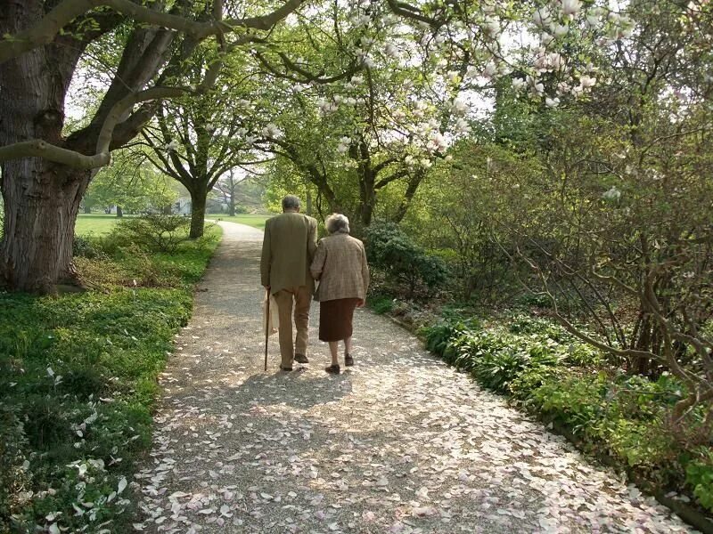 Старики в парке. Старики уходят вдаль. Старики идут за руку. Дедушка и бабушка в парке.