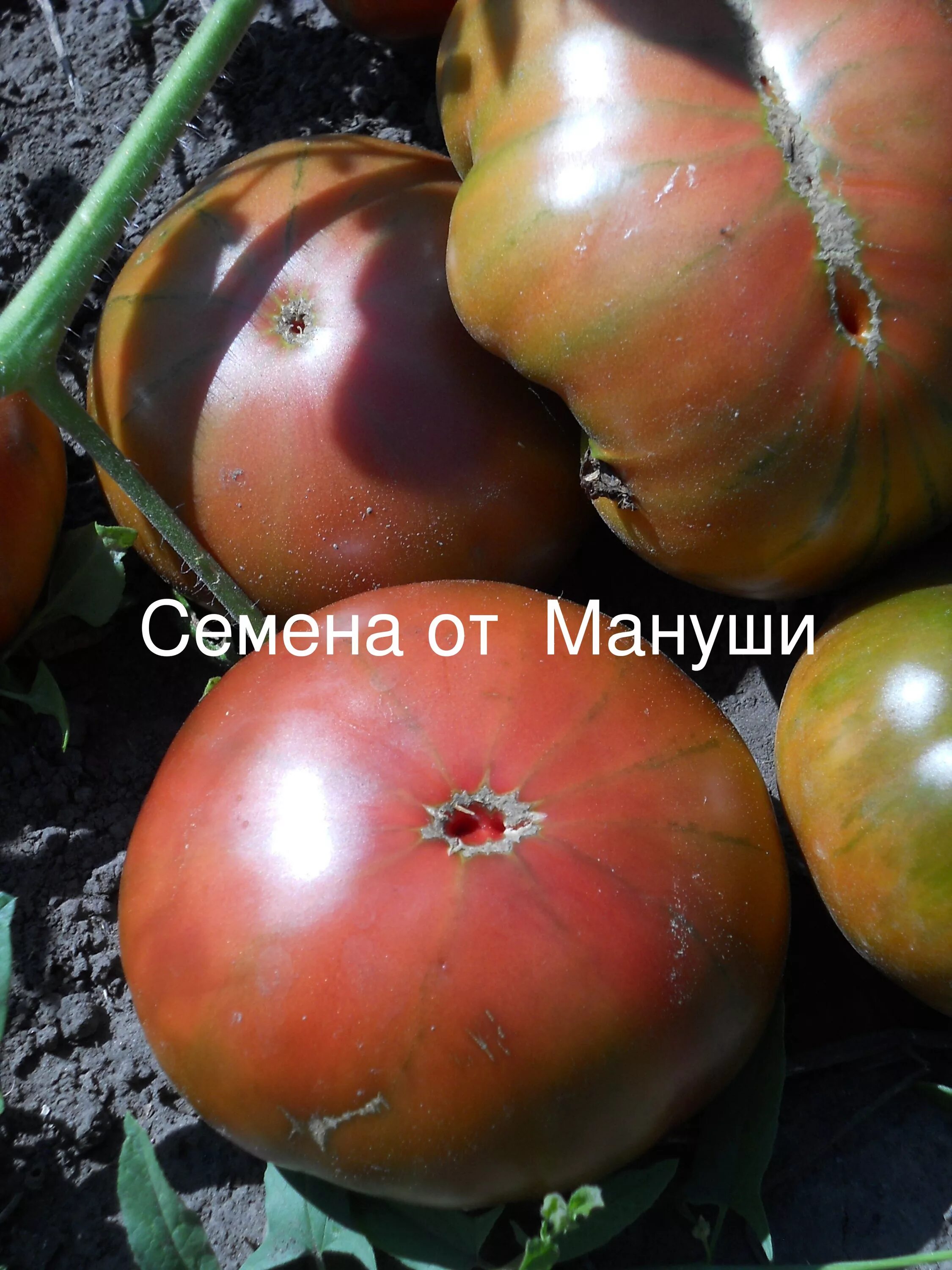 Томаты амазонка. Томат шоколадная амазонка. томат шоколадный мязина. томат амазонка шоколадная характеристика и описание. томат амазонка шоколадная 0,1г седек.