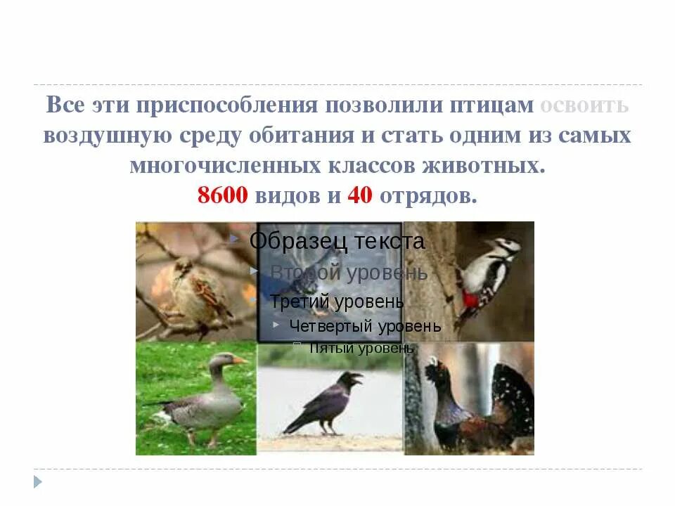 Птицы приспособление к среде. Среда обитания птиц. Адаптации птиц к воздушной среде. Класс птицы среда обитания.