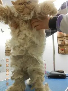 Колтуны у кошки
