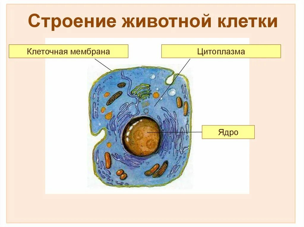 Живая клетка 5 класс биология. Схема строения животной клетки. Строение живой клетки. Схема строения животной клетки 9 класс биология. Строение животной клетки рисунок.