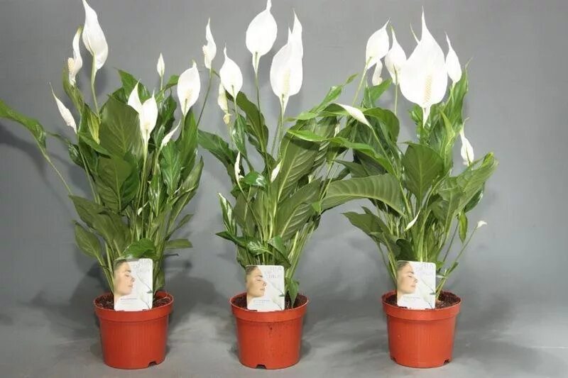 Спатифиллум. Спатифиллум (Spathiphyllum). Белокрыльник спатифиллум. Спатифиллум Chopin. Спатифиллум орхидеи