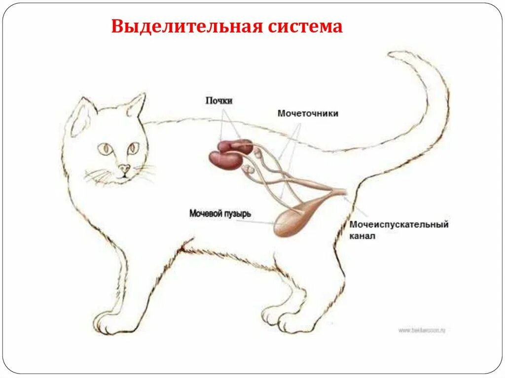 Мочевая система кота. Анатомия мочевыделительной системы у кота. Мочеполовая система кота анатомия. Мочевая система собаки схема.