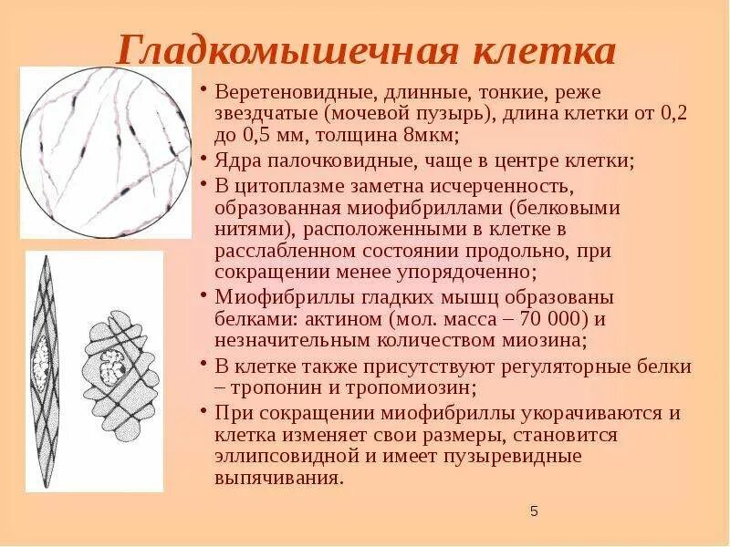 Состоят из многоядерных веретеновидных клеток. Веретеновидные клетки. Веретеновидные гладкомышечные клетки. Функции гладкомышечных клеток. Веретеновидные клетки гладкомышечные клетки.