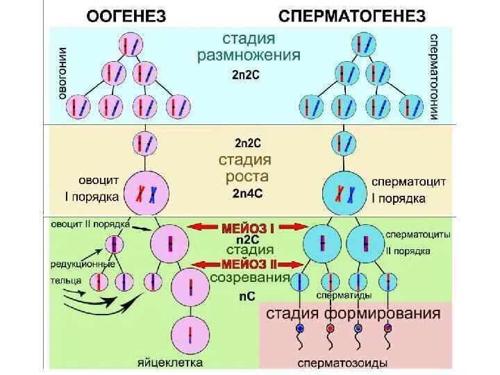 2. Гаметогенез. Сперматогенез. Сперматогенез, схема с хромосомным набором. Сперматогенез набор хромосом и ДНК. Оогенез и сперматогенез набор хромосом. Установите последовательность изменений происходящих с хромосомами