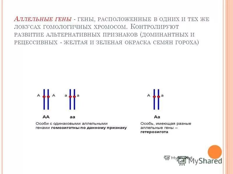 Локусы аллельных генов расположены в. Аллельные и неаллельные гены примеры. Локусы аллельных генов расположены в. Аллель и аллельные гены. Аллельные гены расположены в.