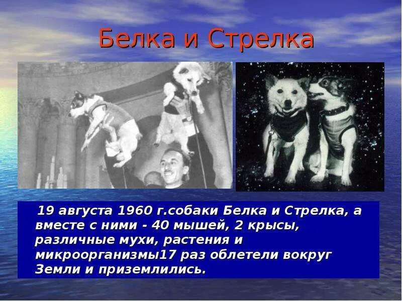 19 августа 1960. Белка и стрелка 19 августа 1960 г.собаки. 12 Апреля день космонавтики белка и стрелка. День космонавтики собаки белка и стрелка. Про белку и стрелку в космосе.