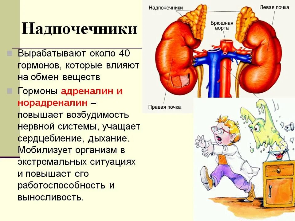 Что выделяют надпочечники. Адреналин гормон надпочечников. Адреналин вырабатывается в надпочечниках. Гормоны надпочечников адреналин и норадреналин. Надпочечники вырабатывают гормон адреналин.