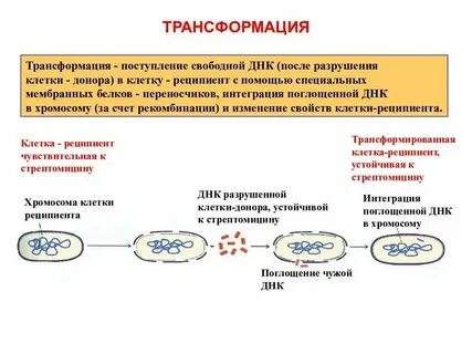 Наследственный материал бактерий представлен