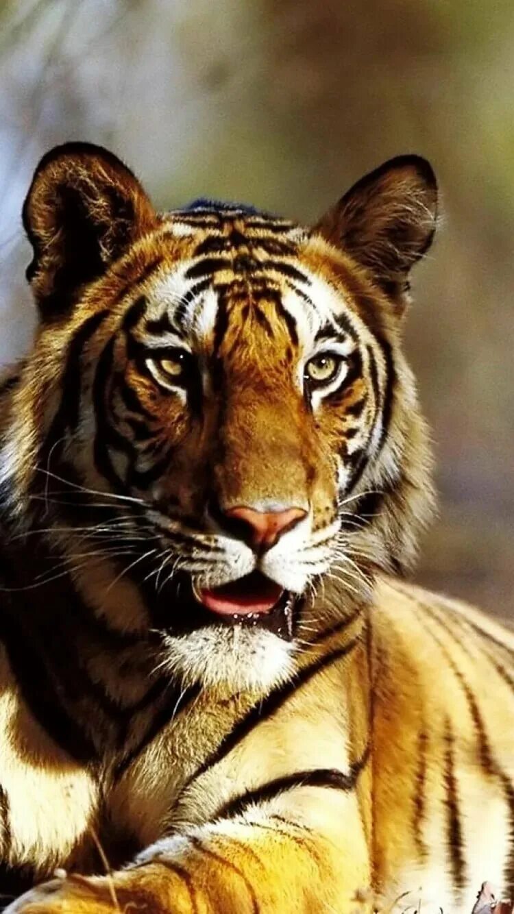 Заставки на телефон тиграми бесплатные. Красивый тигр. Самые красивые тигры. Дикий тигр. Самый красивый тигр в мире.
