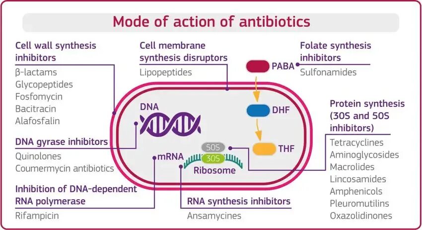 Режиме action. Mechanism of action of antibiotics. Action mode iphone 14. Action potential. Атазанавир.