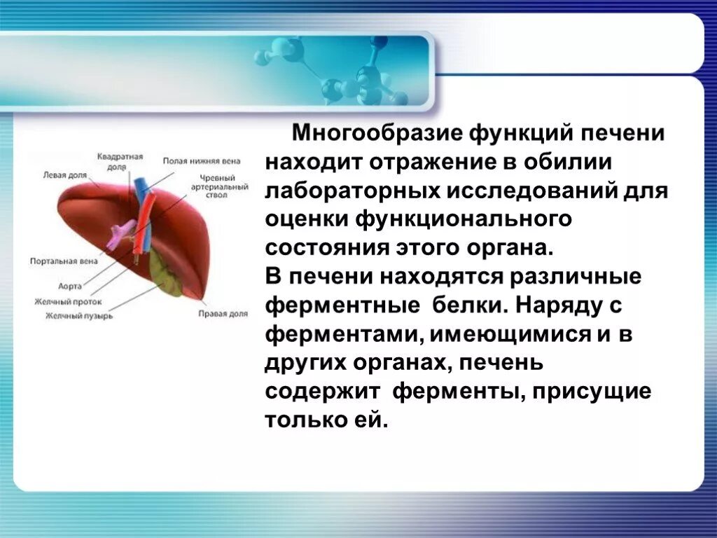 За что отвечают ферменты печени