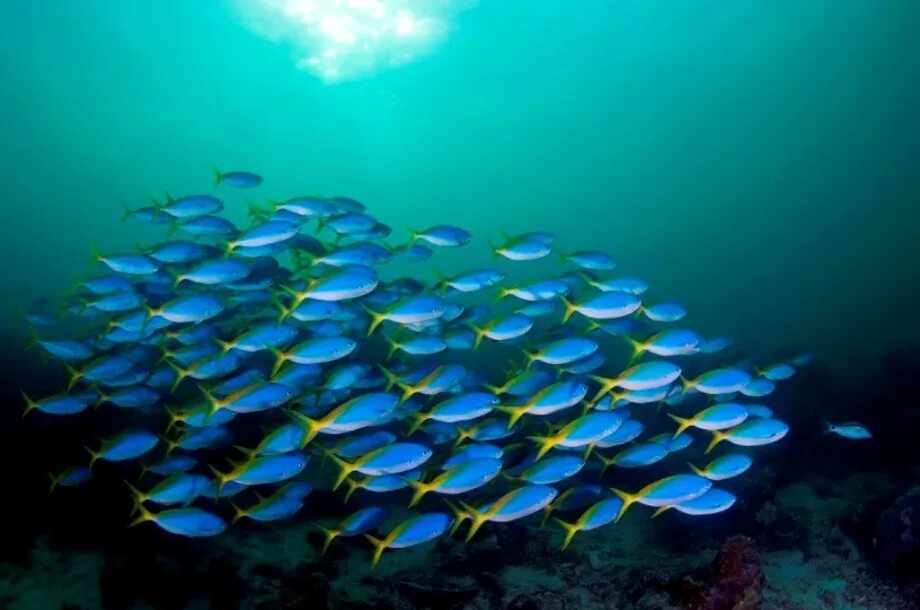 Какие рыбы плавают. Большой Барьерный риф Австралия рыбы. Стая рыб. Стайка рыбок. Рыбы в океане.