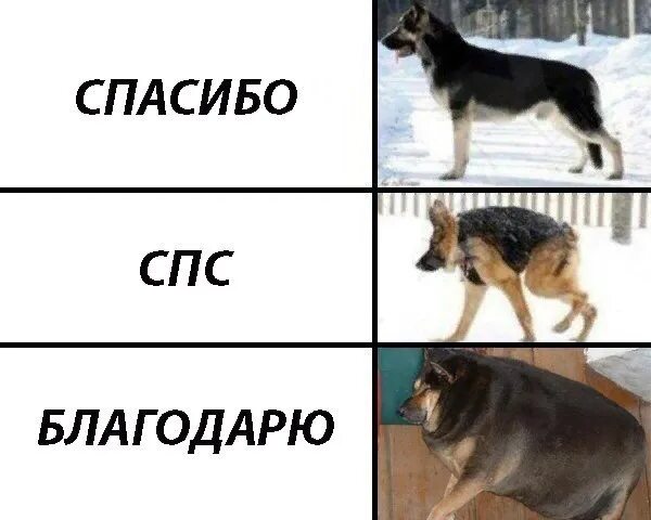 Спс значение. Спс приколы. спс спасибо. спс мем. спс расшифровка аббревиатуры.