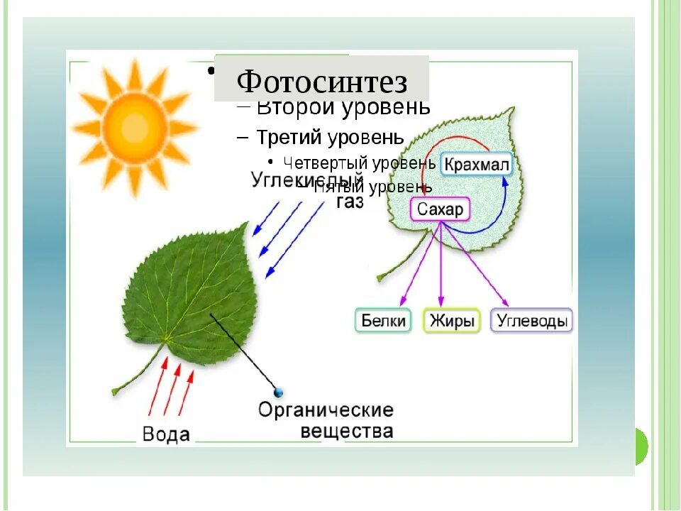 Дерево биология 6 класс фотосинтез. Схема фотосинтеза 6. Фотосинтез растений схема 6 класс. Схема фотосинтеза 6 класс биология.