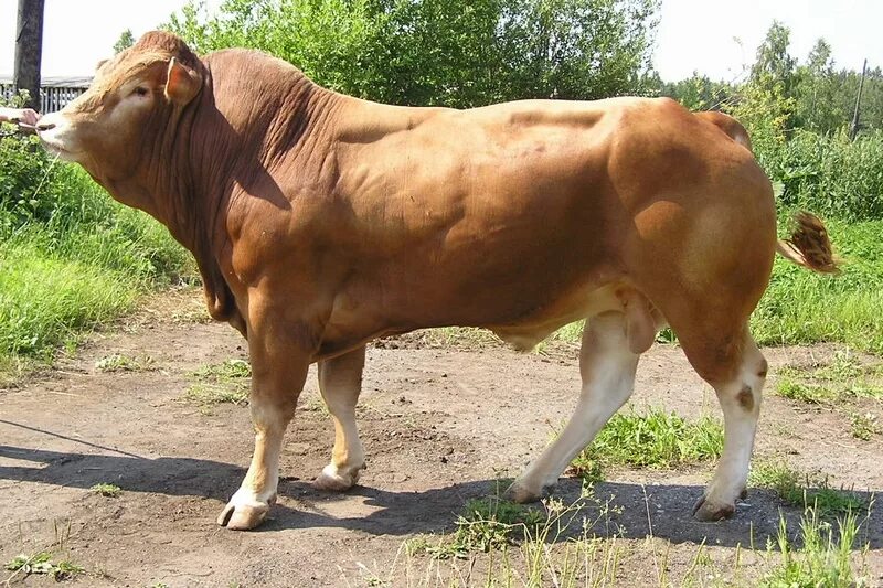 лимузинской породы быков. бычки лимузинской породы. бык лимузинской породы. бык лимузин. лимузинская порода.